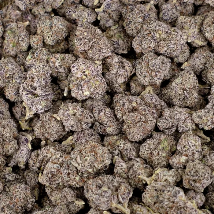 Indoor THCA Flower - King Louie - Image 4
